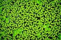 Duckweed Live Plant 2000 Count - Easy Aquatic Plant for Aquarium & Pond (Lemna minor)