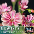 Plum Lewisia Seeds - 35 or 100 Non-GMO Flower Seeds for Garden - Lewisia cotyledon