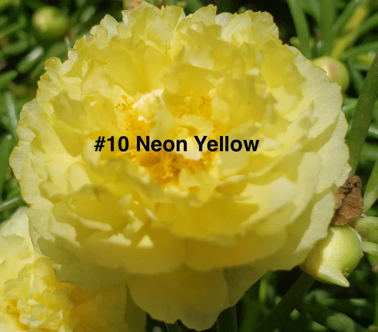 Moss Rose Cuttings 10 unrooted Neon Yellow Portulaca Grandiflora Plant