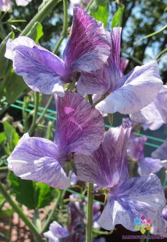 Earl Grey Sweet Pea 50 Seeds - Fragrant Climbing Flower - Lathyrus odoratus - USA - Free Shipping