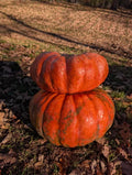 Fairytale Pumpkin Seeds - 10 Organic Seeds - Cucurbita pepo - USA Grown, Free Shipping