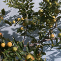 Honey Jar Jujube Tree Scion Wood 8" Thin Cutting Bud (Ziziphus jujuba) - No-Root Graft for Planting and Propagation