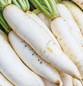 Daikon Radish Seeds 200+ Japanese White Vegetable Raphanus sativus