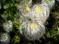 Clematis Seeds for Planting - Golden Variety (30 Seeds) - Clematis tangutica