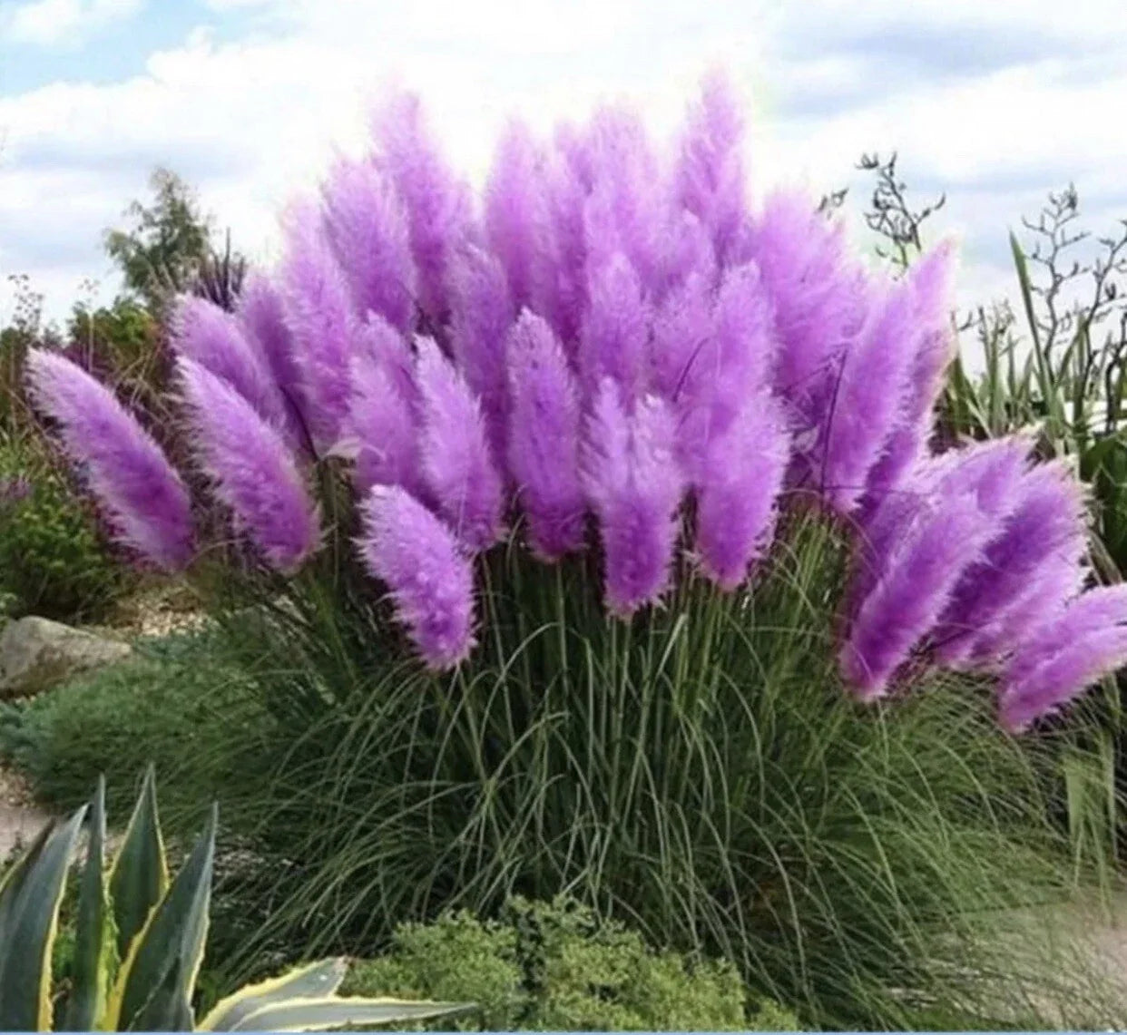 Purple Pampas Grass Plugs - 4 Live Plants for Garden Decor - Cortaderia selloana