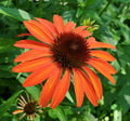 Orange Coneflower Seeds - 200+ Pack - Echinacea purpurea - Garden Planting - USA Grown - FREE SHIPPING