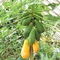 25+ Tainung Papaya Seeds for Planting - Tropical Fruit Seeds - Carica papaya - USA - Fast Shipping