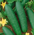 Double Yield Cucumber Seeds - Organic Heirloom - NON-GMO - Fresh Cucumis sativus