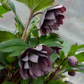 Hellebore Perennial Plant 5.25" Pot 'Dashing Groomsmen' Lenten Rose (Helleborus) - Well Rooted Garden Flower