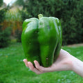 30+ Emerald Giant Bell Pepper Seeds - Sweet, Non-GMO, Heirloom - Capsicum annuum