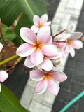 Light Pink Plumeria Rooted Cutting, Semi Dwarf, 16+” - Plumeria rubra
