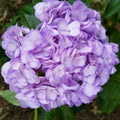 Light Purple Hydrangea Seeds - 5 Perennial Flower Seeds for Garden - Hydrangea macrophylla