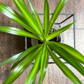 Solid Green Spider Plant Pups (3-5") - Chlorophytum Comosum - Fresh Cuttings for Home Decor and Indoor Plants