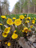 Coltsfoot Plants - 10 Rooted Organically Grown Medicinal Tussilago Farfara for Herbal Remedies