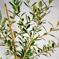 Live Arbequina Olive Tree – 5-10 Inches Tall – Rooted – Olea europaea