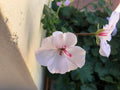 Ivy Geranium Cuttings 8 Pack Soft Pink Pelargonium peltatum for Rooting