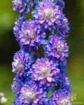 Highlander Bolero Delphinium Seeds - 200+ Premium Seeds for Garden - Delphinium elatum - USA Cultivar