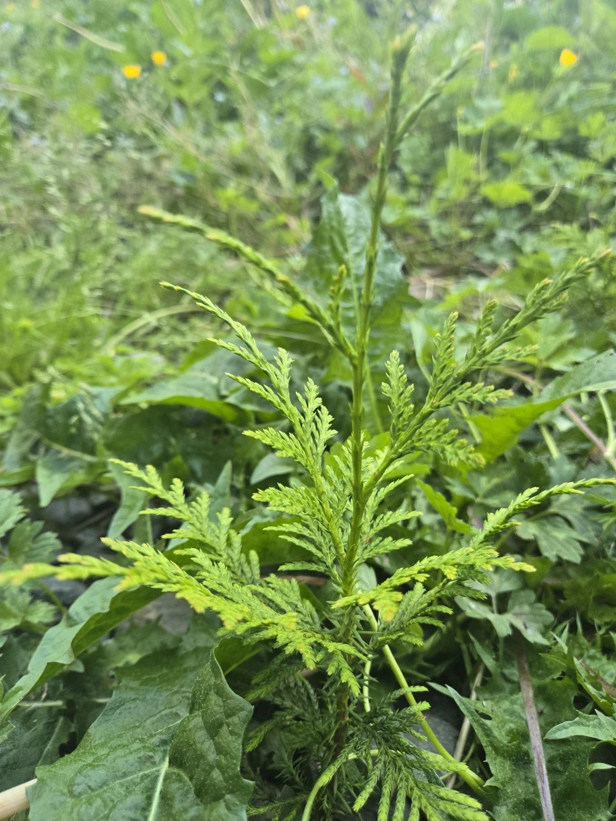 Western Red Cedar Seedlings 4-8" Bare Root Trees Thuja Plicata PNW Grown