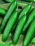 Beit Alpha Cucumber Seeds - 200+ Heirloom Organic Persian Lebanese Seeds - Non-GMO Garden Vegetable