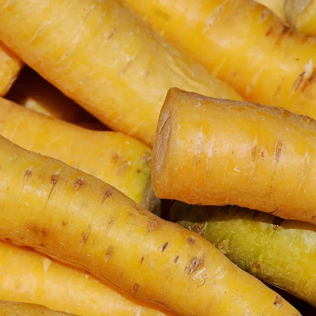 Solar Yellow Carrot Seeds - 1000+ Seeds for Garden Planting - Daucus carota - USA Grown, Non-GMO, Heirloom