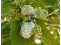 White Mulberry Tree 1-2ft Tall Bare Root Morus alba - Fast Growing, Hardy Zones 3-9, Ideal for Full Sun, Clay or Sandy Soil