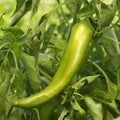 Anaheim Chile Pepper Seeds - Heirloom Green Variety - 2,500 Scoville - Perfect for 2025 Planting