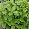 Dwarf Greek Basil Seeds - 200+ Count, Non-GMO Culinary Herb for Cooking - Ocimum basilicum