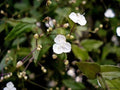 Gibasis Geniculata Blooming White Tahitian Bridal Veil Wandering Jewel Plant - Indoor Houseplant Decor
