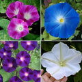 Morning Glory Seeds - TOP O' THE MORNING Mix - Tall Vine, Hummingbird Attracting, Non-GMO - 100 Seeds