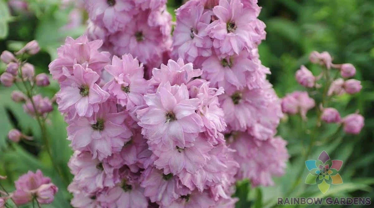 Delphinium Seeds - 200+ Million Dollar Blush - Garden Flower Seeds - USA Grown - Free Shipping