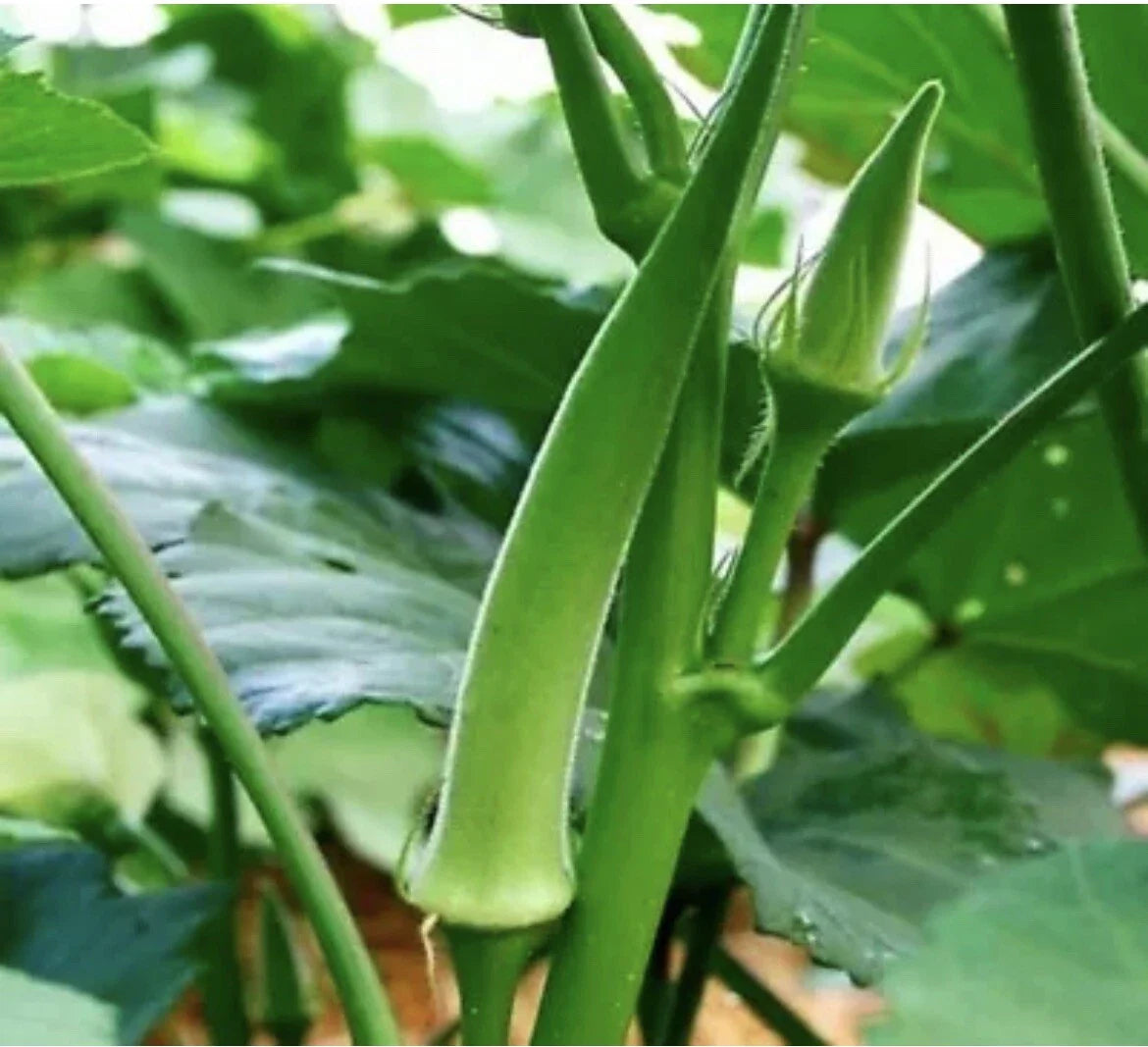 Clemson Spineless Okra Seeds - 25 Organic Non-GMO Seeds for Full Sun Vegetable Garden - Texas USA
