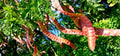 Thornless Honey Locust Seeds (12 Seeds) - Gleditsia triacanthos, Ideal for Planting, Drought-Resistant, Fast-Growing Tree
