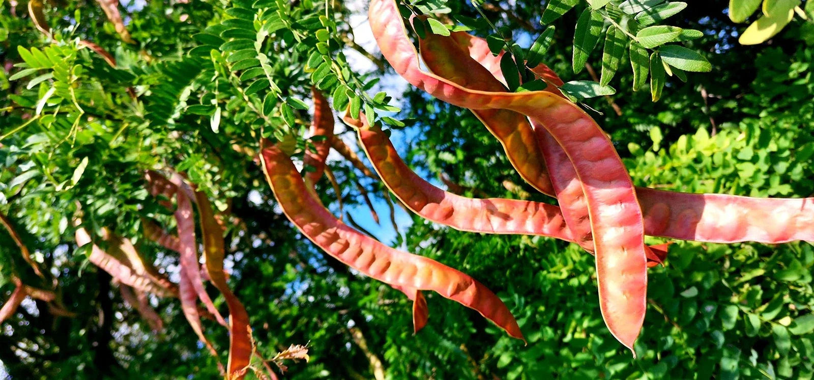 Thornless Honey Locust Seeds (12 Seeds) - Gleditsia triacanthos, Ideal for Planting, Drought-Resistant, Fast-Growing Tree