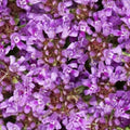 Creeping Thyme Seeds, Dwarf 6 Inch Variety, Beautiful Blooms, Non-GMO, Thymus serpyllum