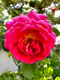Pink Fragrant Rose Cuttings, 6 Inch Long, 5 Pieces, No Roots, Rosa spp.