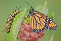 Common Milkweed Seeds - 51+ Count - Native Wildflower for Container Gardens - Asclepias Syriaca