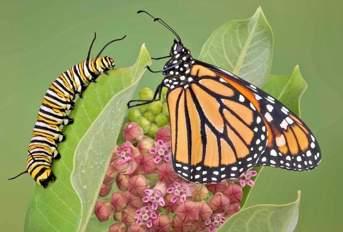 Common Milkweed Seeds - 51+ Count - Native Wildflower for Container Gardens - Asclepias Syriaca