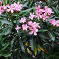 Oleander Cuttings for Rooting (8) Red, Pink, or Mixed - Nerium oleander - 2025 Season