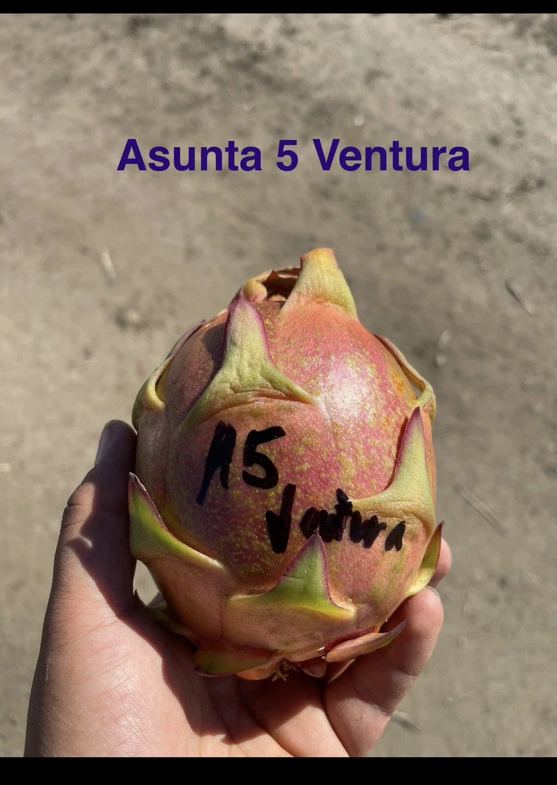 Mature Cuttings - 12-17 Inch - ASUNTA 5 VENTURA Variety - Perfect for Propagation - Ideal for Home Gardening