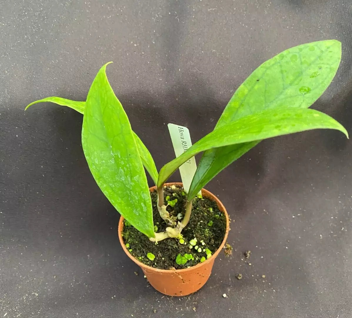 Hoya RHM 1021 Rooted Plant 2.5" Pot New Hoya Houseplant