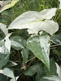 Syngonium Albo Cuttings | White Variegated Arrowhead Plant | Live Houseplant Cuttings | Syngonium podophyllum
