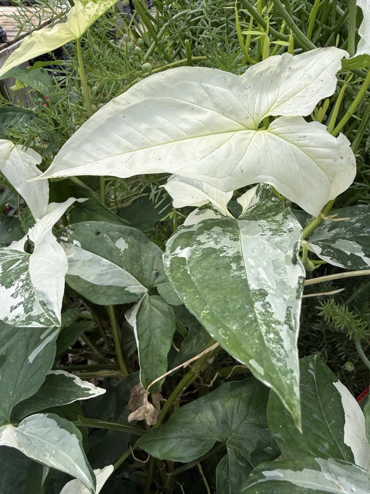 Syngonium Albo Cuttings | White Variegated Arrowhead Plant | Live Houseplant Cuttings | Syngonium podophyllum
