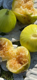 Fresh Cuttings of White Marseilles Fig Plant - Ficus carica, Ideal for Propagation and Gardening