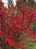 Winterberry Bush Seeds - 30 Pack - Ilex verticillata - Essential Winter Foliage