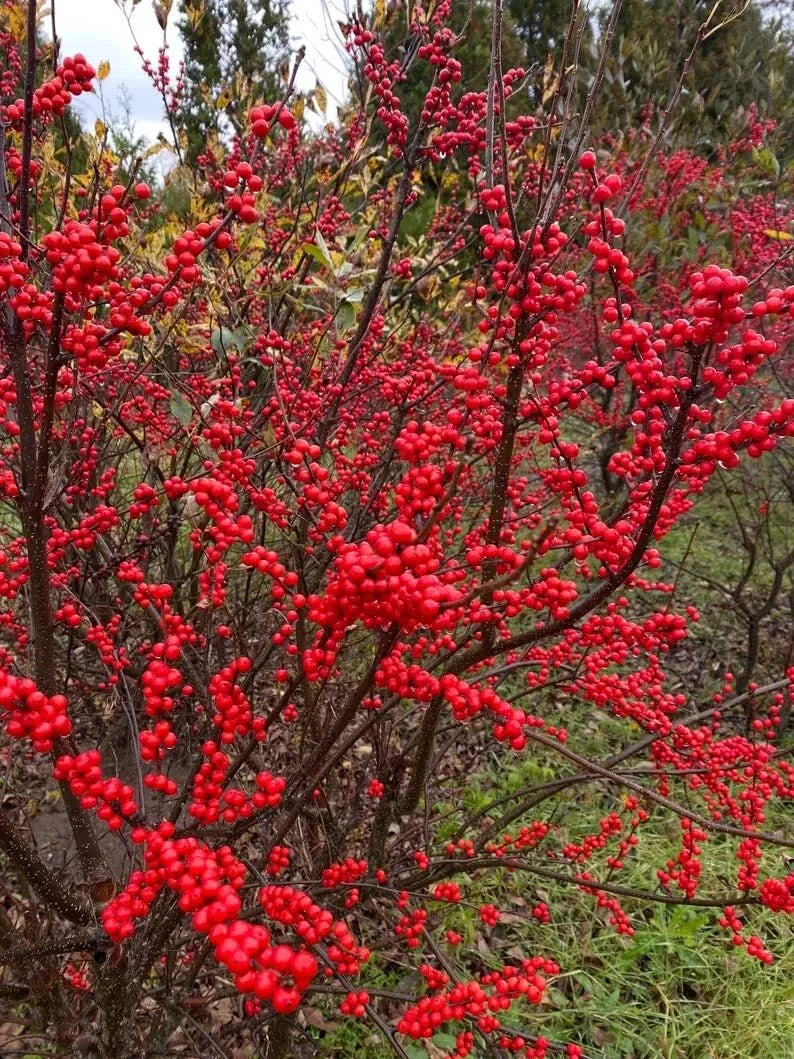Winterberry Bush Seeds - 30 Pack - Ilex verticillata - Essential Winter Foliage