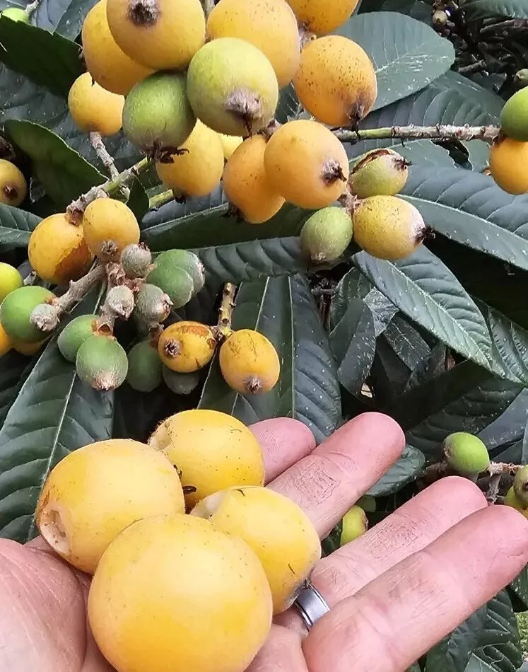 Loquat Fruit Trees 25-Pack Japanese Seeding Plump Starter Eriobotrya japonica