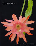 Epiphyllum 'Liberace' Unrooted Cutting - Rare Orchid Cactus - Stunning Indoor Plant - Perfect for Collectors