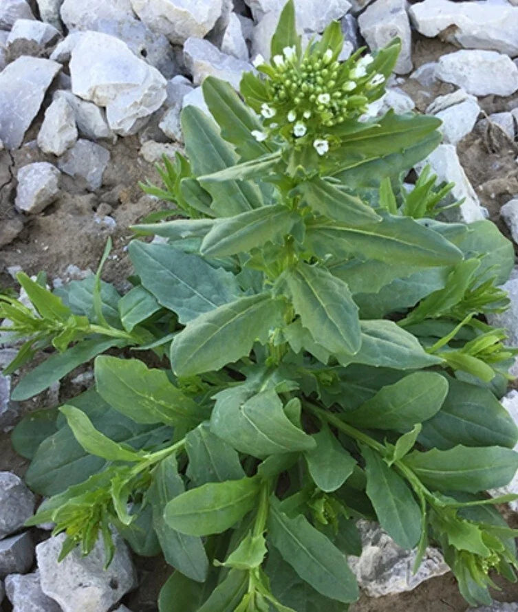 Field Pennycress Seeds - 100 Organic Seeds - Thlaspi arvense - Common Pennycress - USA Grown Herb