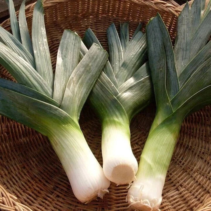 Giant Musselburgh Leek Seeds - Non-GMO Heirloom Variety - Allium ampeloprasum