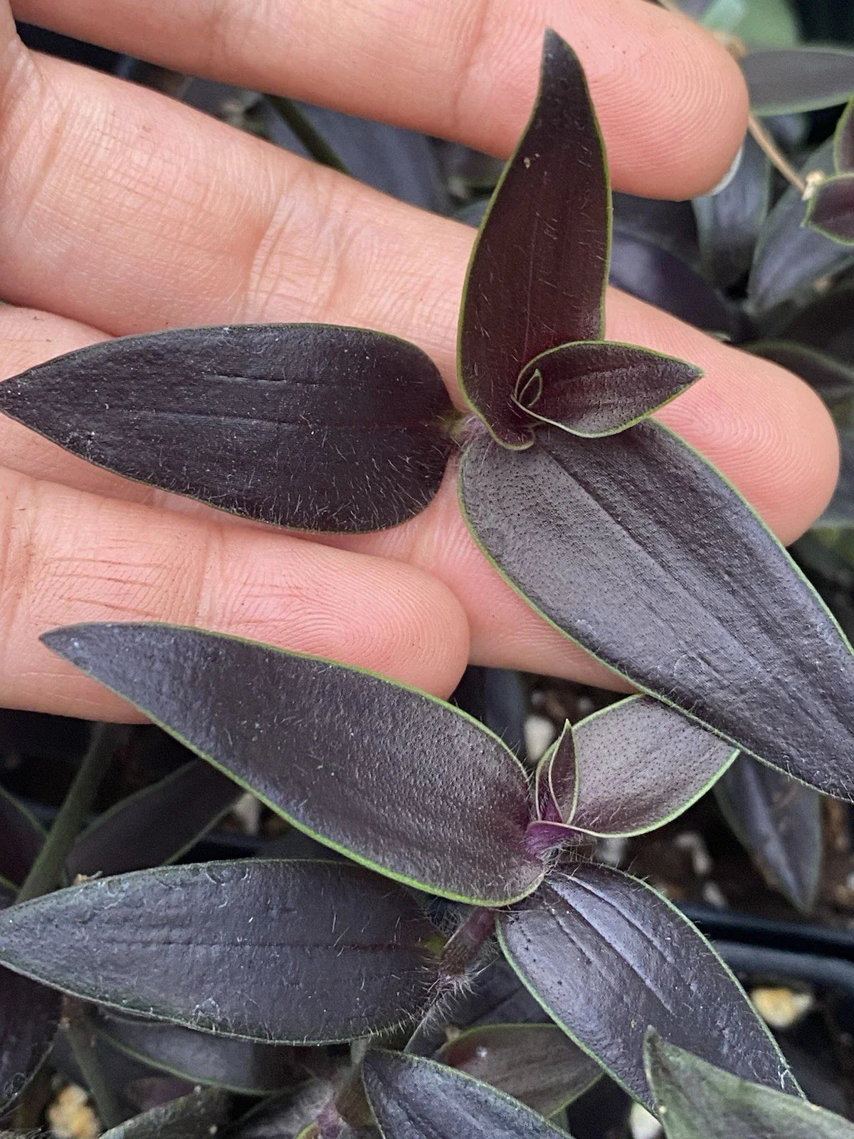 Dark Desire Wandering Dude Cuttings - Rare 2 Rooted Tradescantia Jose Puig - Unique Houseplant Decor